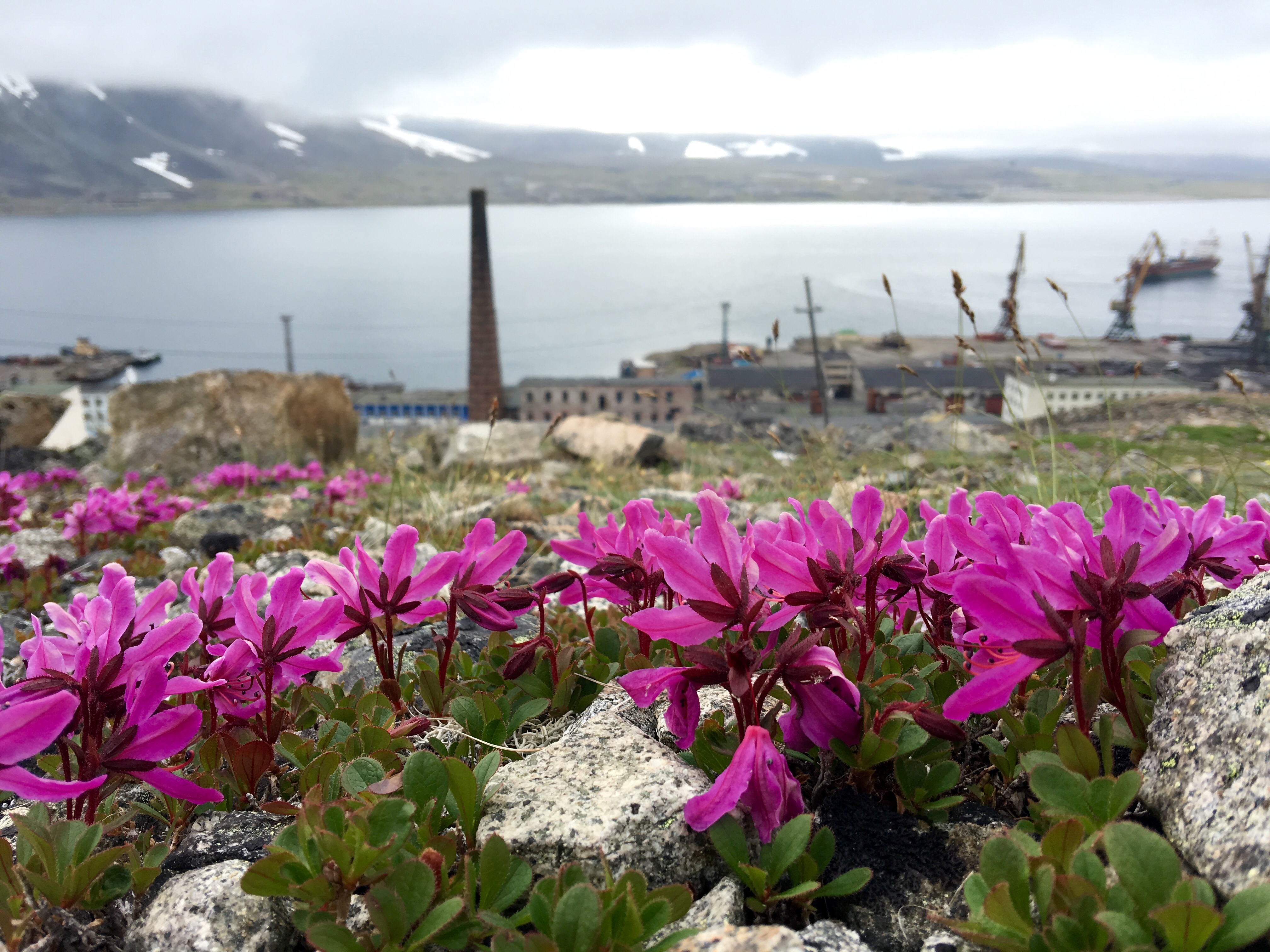 Mini-fireweed grows in abundance on a hillside above Provideniya, Chukotka, in late June 2016. Provideniya, called “Gateway to the Arctic,” is less than an hour’s flight from Nome. (Kirsten Swann / Alaska Dispatch News)