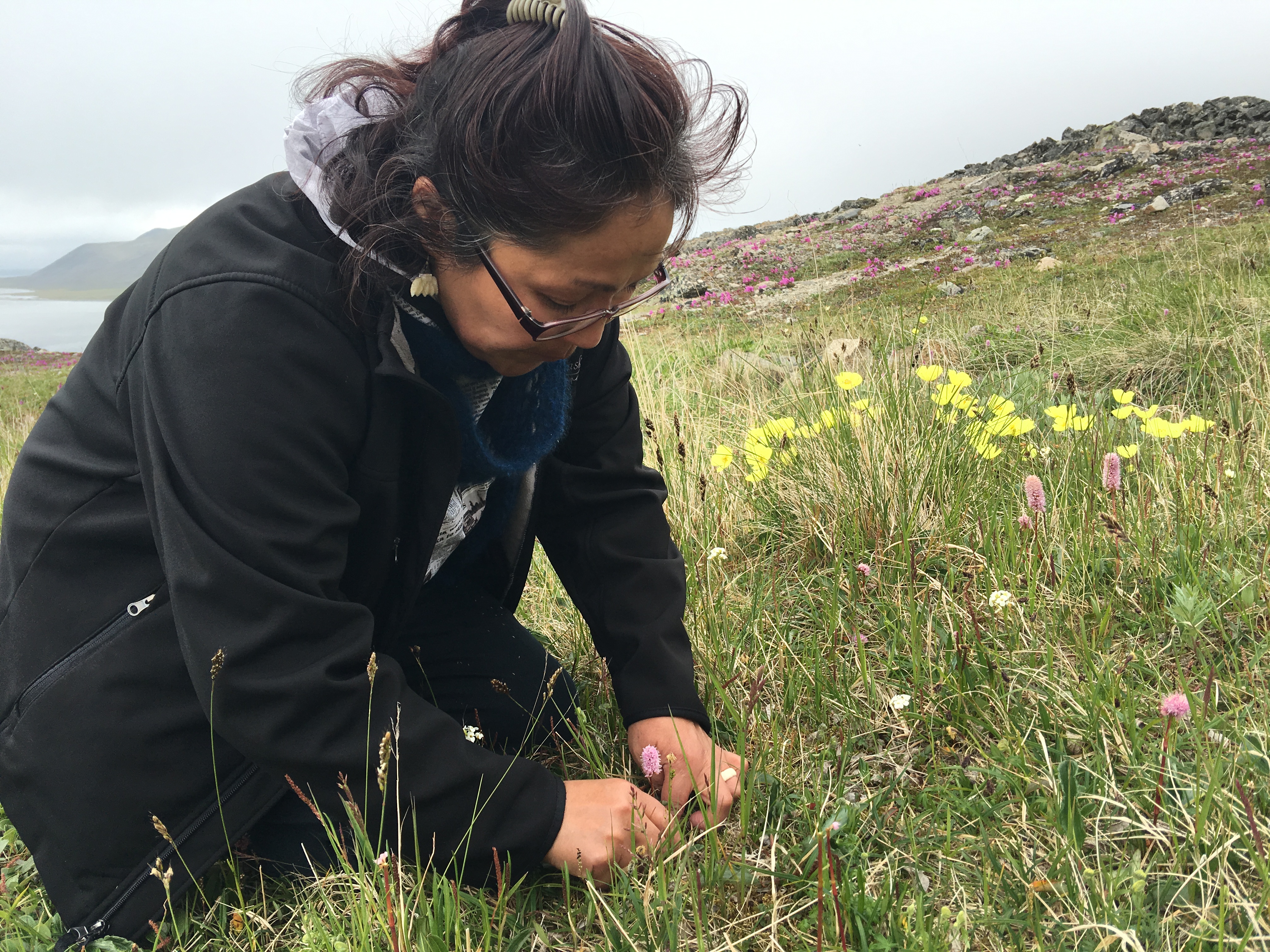 Etta Tall, a trained Alaska Native healer, searches for familiar flora on a hillside above Provideniya, Chukotka, June 2016. (Kirsten Swann / Alaska Dispatch News)