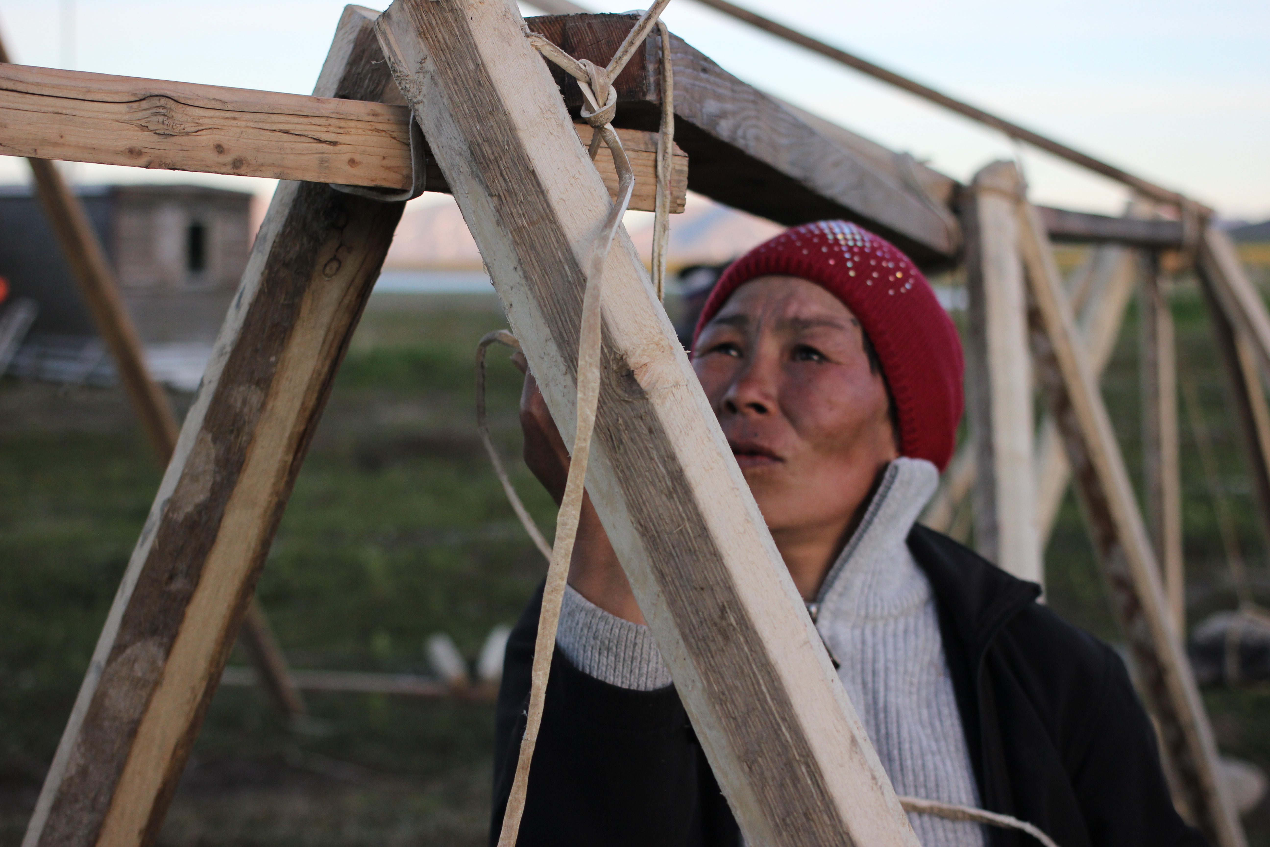 A Chukchi woman uses sealskin cord and wood beams to build a yaranga at Senyavin Hot Springs, June 2016. When complete, the frame will be covered in reindeer hides. (Kirsten Swann / Alaska Dispatch News)