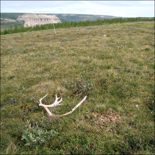 At the top of the tallest mountains, the boreal forest or taiga, gives way to the tundra, relatively barren, grassy plains. It is the tundra that provides food for the reindeer (caribou) herds. The Taymir region is home to the largest wild reindeer herd on Earth, with an estimated one million animals. They migrate northward in the early spring, following the emerging plants, then return southward in the fall to overwinter in slightly warmer climates. Reindeer antlers are visible in the foreground and are scattered over the tundra. (NASA / Jon Ranson)