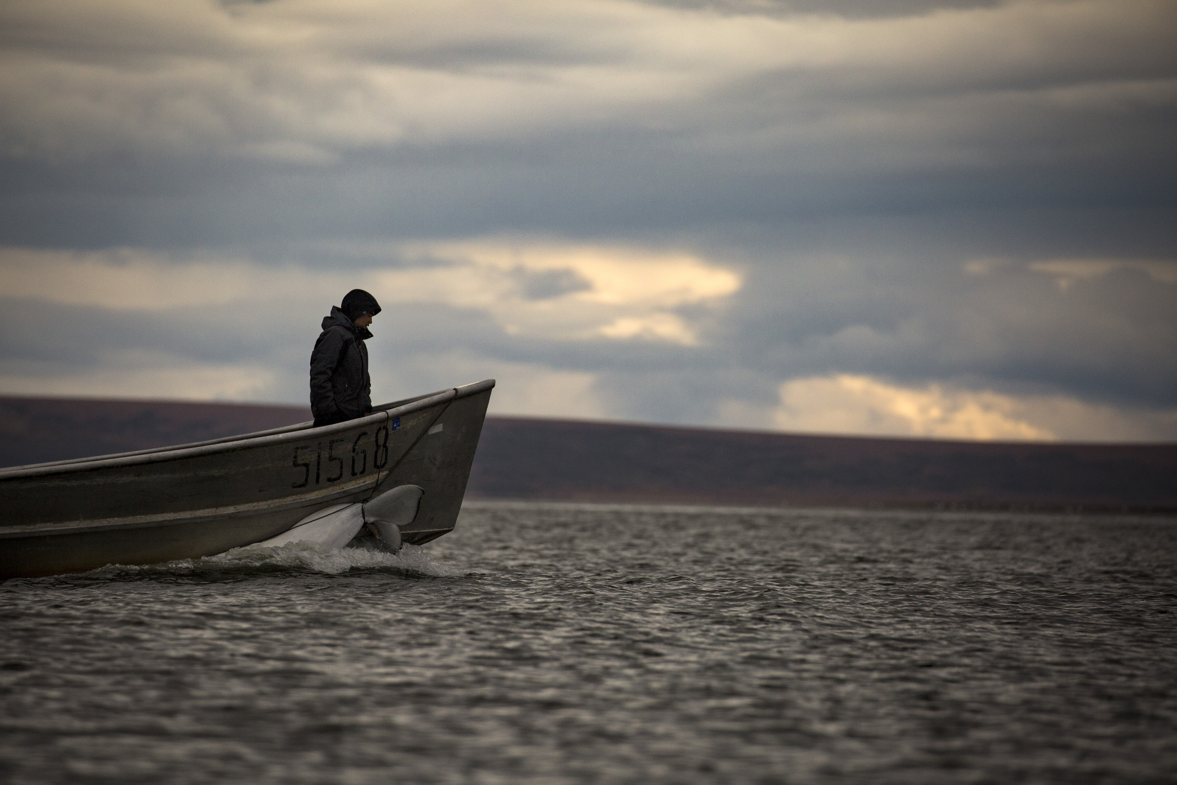 A Shaktoolik, Alaska resident returns to shore with a beluga whale lashed to the side of the boat, Sept. 17, 2016. The government has identified at least 31 Alaskan towns and cities at imminent risk of destruction from flooding and erosion due to the changing climate, with Shaktoolik ranking among the top four. (Josh Haner/The New York Times)