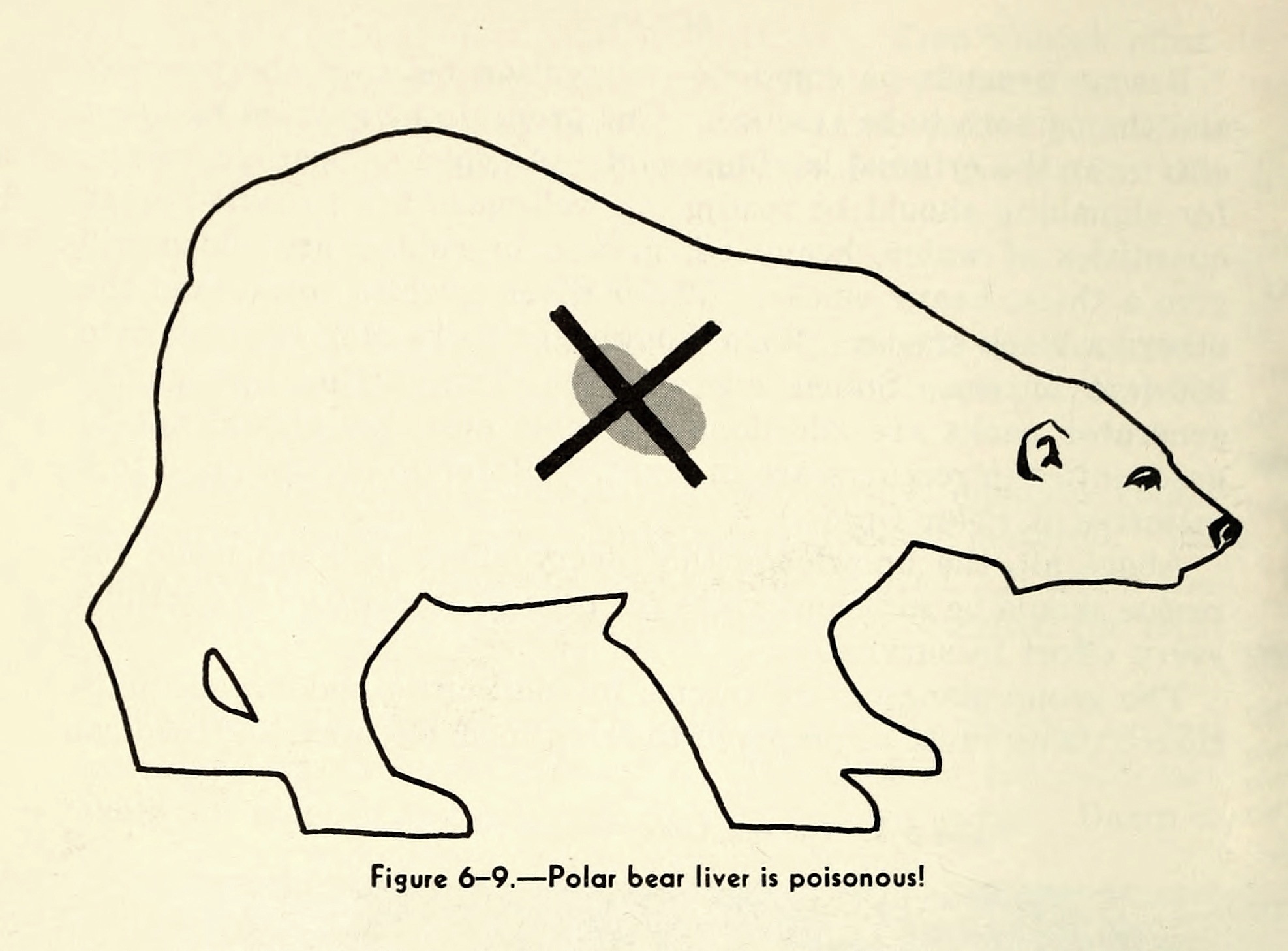 Warning against eating polar bear liver, from a U.S. Navy survival manual, The Naval Arctic Operations Handbook, 1949. The organ has concentrations of vitamin A that are toxic for humans. (Courtesy of Woods Hole Oceanographic Institution.) 