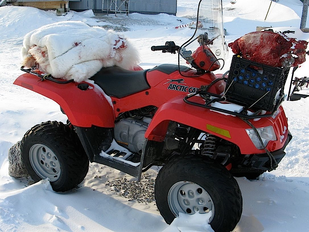 Polar bear skin and skull on a four-wheeler in Resolute Bay, Nunavut. While the bearskin can be an important source of cash, the meat often is shared within the community. (Art Mortvedt)