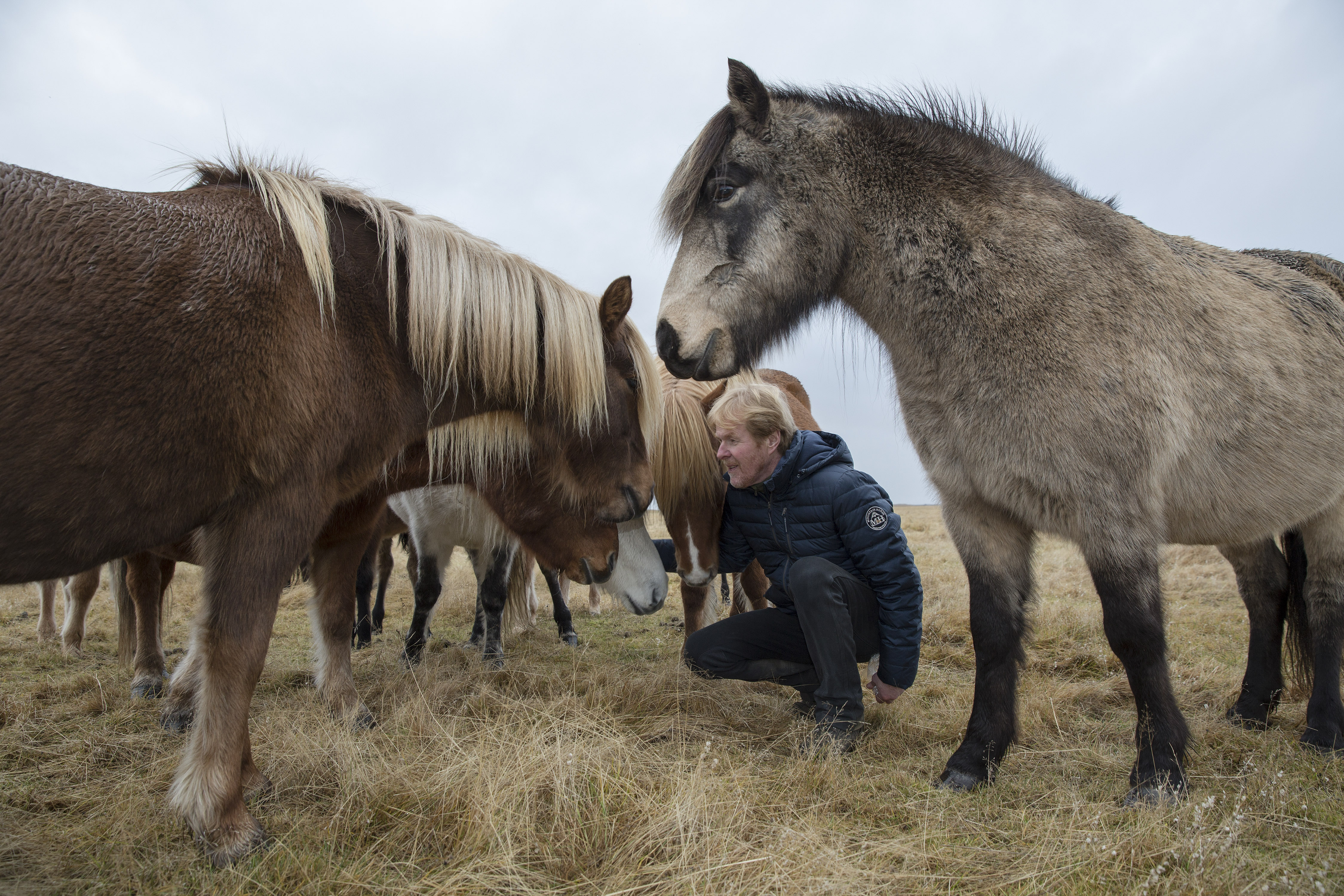 Diddi Bardarson, who predicts another crash and has put his financial security into breeding Iceland’s famous horses, on his ranch in Hella, a town southeast of Reykjavik, Nov. 12, 2016. (Bara Kristinsdottir/The New York Times)