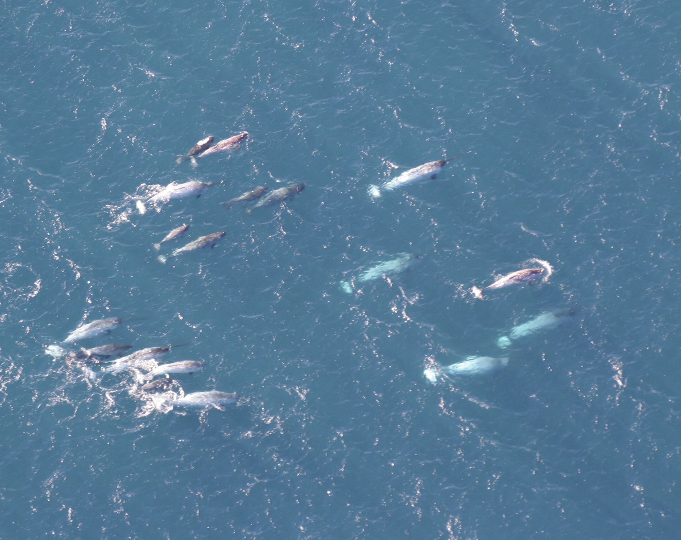 In a photo provided by the National Oceanic and Atmospheric Administration, a pod of narwhals surfaces in the waters off northern Canada in August, 2005. Researchers tracked narwhals and found that they have exceptional echolocation abilities,  reconstructing their underwater world with more resolution that most other animals on the planet. (Kristin Laidre / NOAA via The New York Times)
