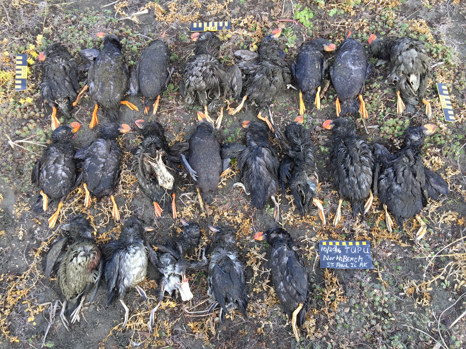 Dead tufted puffins were collected and photograph  Oct. 19 and 20, 2016 on St. Paul Island. (Paul Melovidov / Aleut Community of St. Paul Ecosystem Conservation Office)