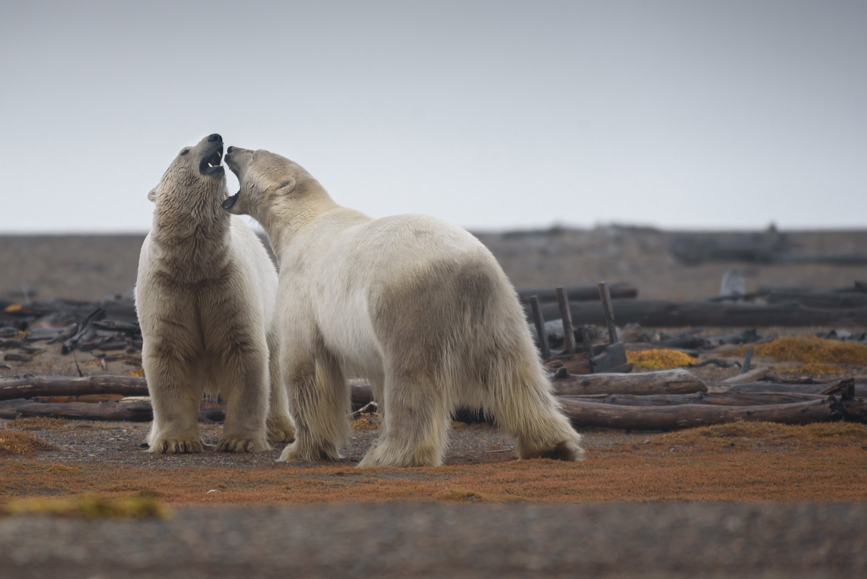 Two polar bears engaged in play fighting in the Arctic National Wildlife Refuge in Alaska.  Ritualized play fighting occurs between sub adult males to refine their hunting skills. (Jessica Matthews / The Washington Post)