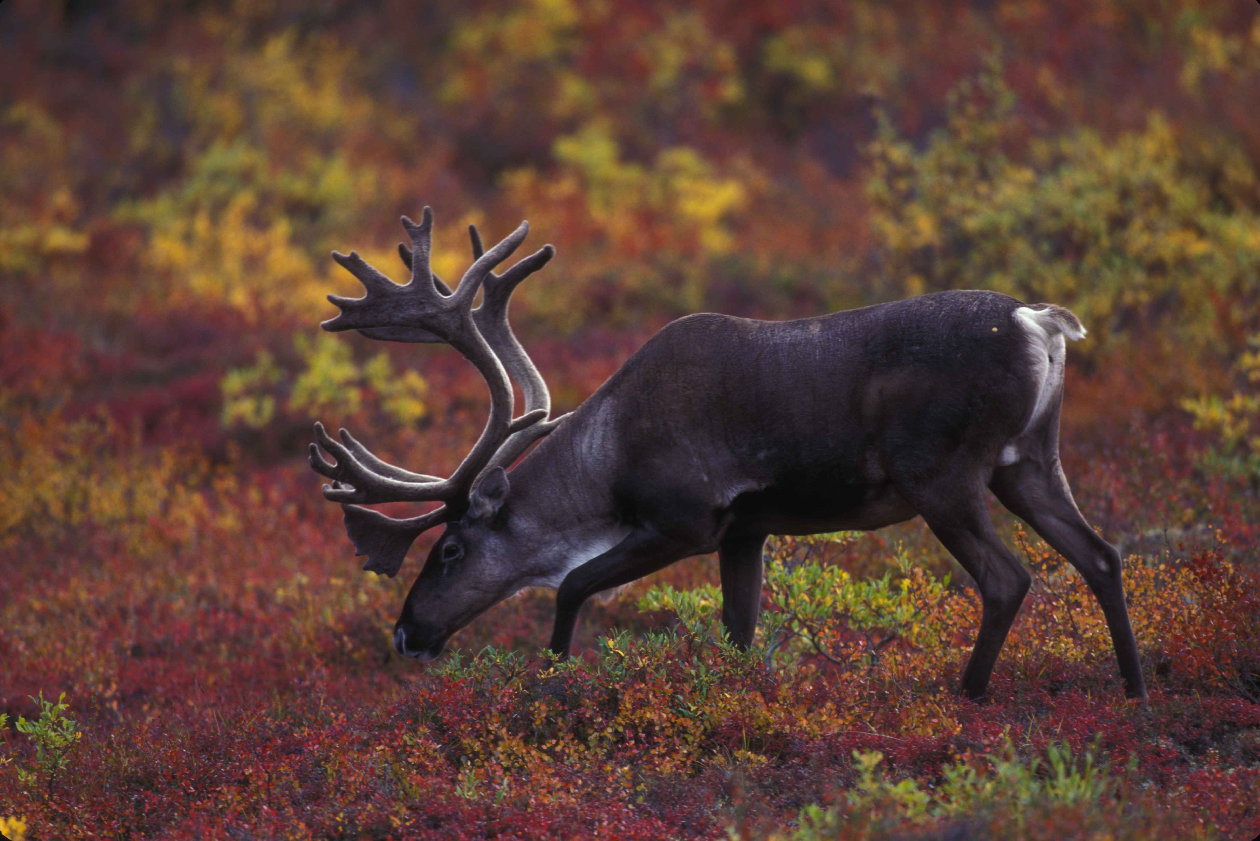 A barren ground caribou grazes on the tundra in autumn. (Erwin and Peggy Bauer / U.S. Fish and Wildlife Service)