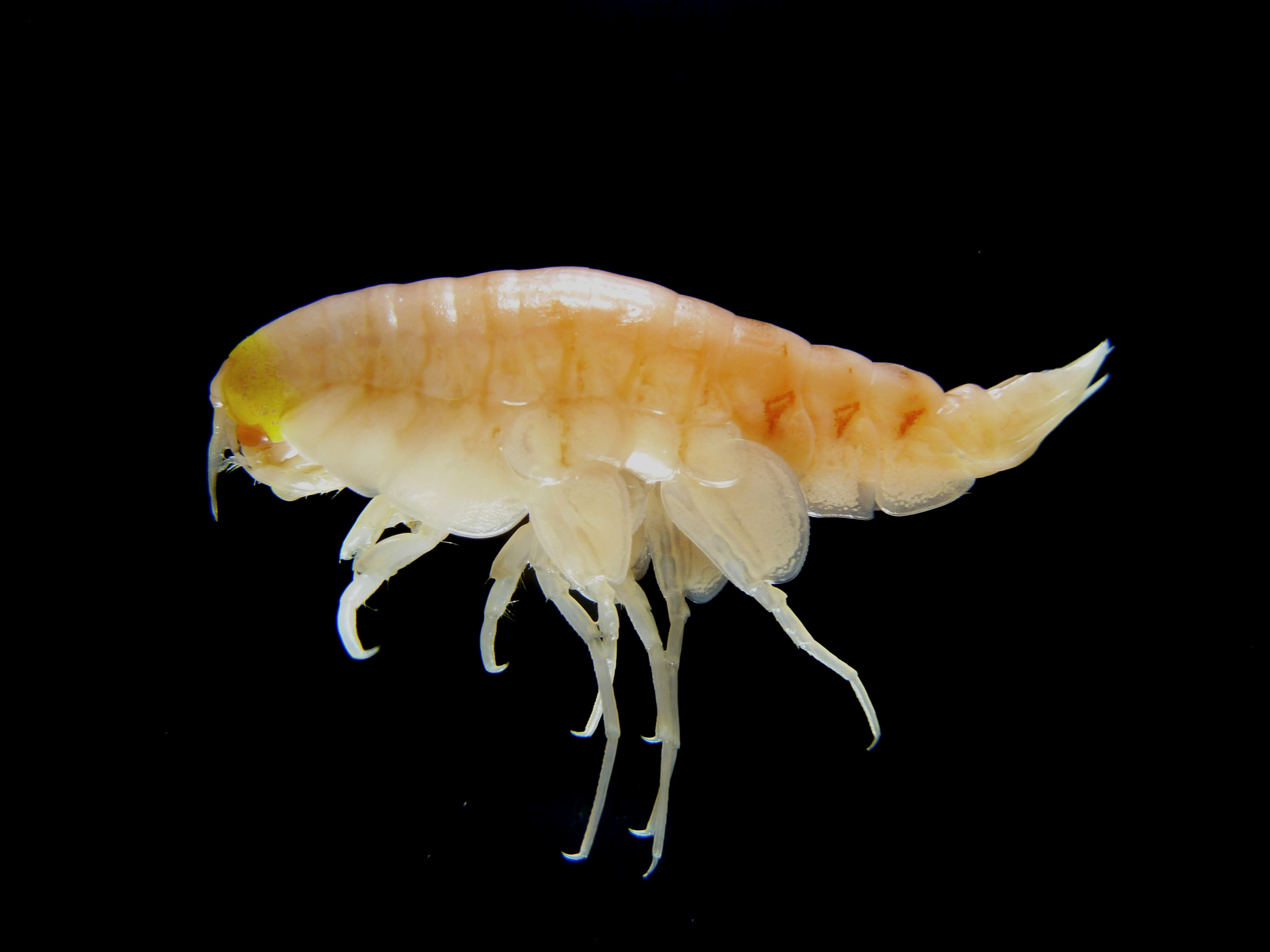 Man-made pollutants have been found in a shrimp-like creature, Hirondellea gigas, from the deepest part of the ocean, more than 10,000 metres deep in the Mariana Trench, in the Northwest Pacific Ocean, in this handout photo provided February 13, 2017. (Alan Jamieson / Newcastle University / Handout via Reuters)
