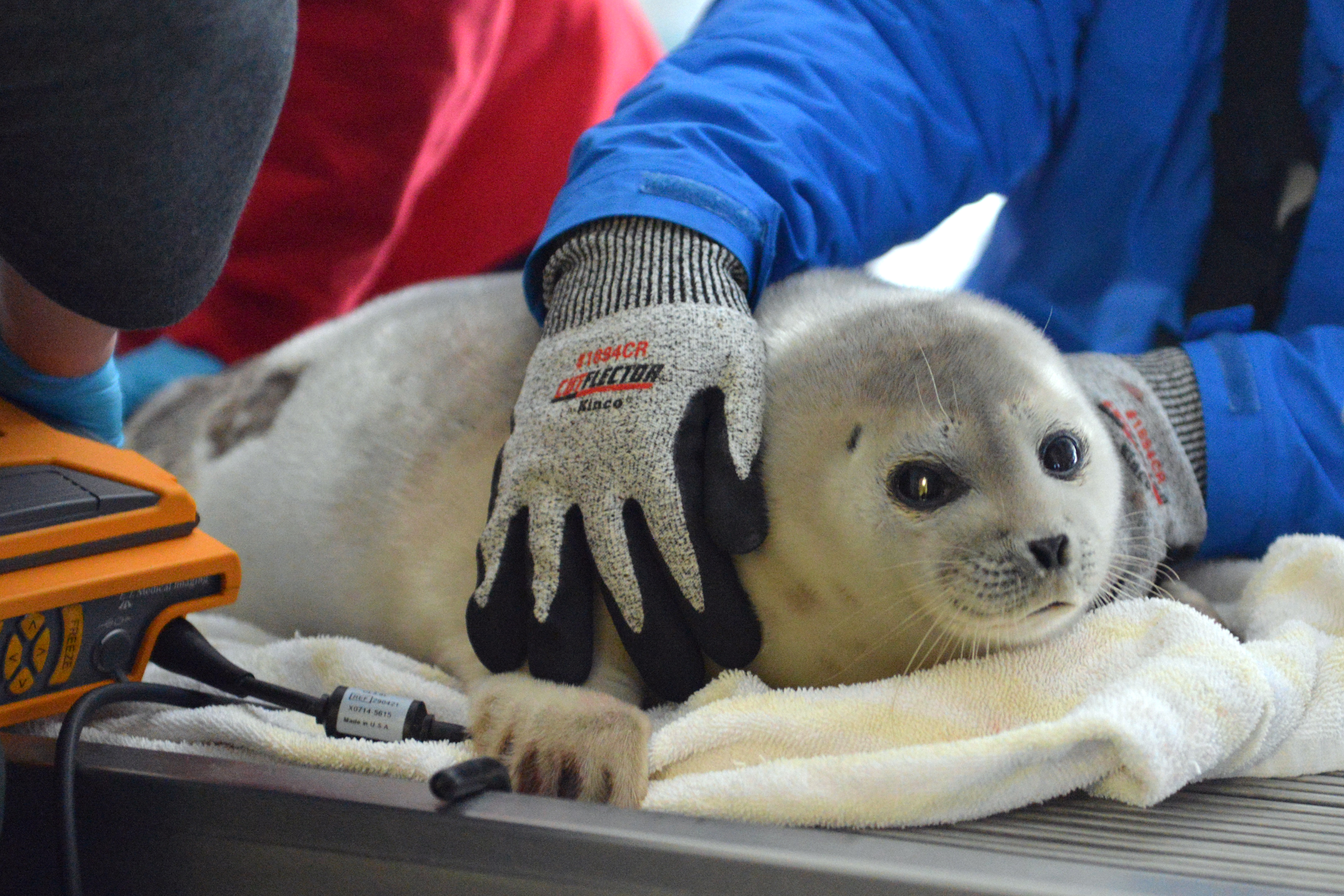 This yearling ringed seal rescued off Unalaska is the first stranded seal of 2017 admitted to the Alaska SeaLife Center for treatment. (Alaska SeaLife Center)