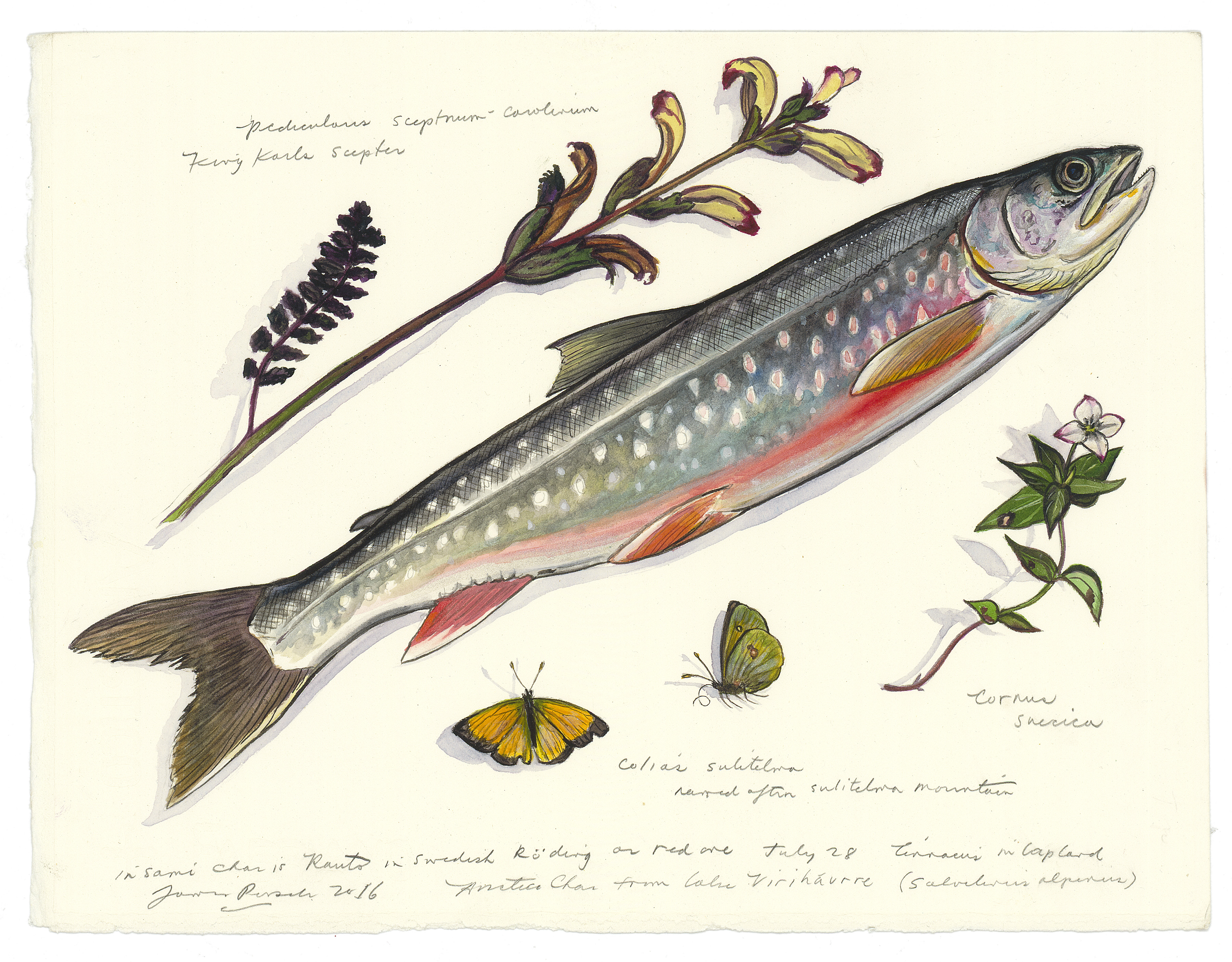 Arctic char, which Carl Linnaeus named Salmo alpinus, or alpine salmon. Artist and writer James Prosek retraced the journey through Swedish Lapland made in 1732 by Carl Linnaeus, the man who invented the two-name system (genus and species) for identifying organisms. (Painting by James Prosek, courtesy of the artist and Schwartz-Wajahat, New York via The New York Times)
