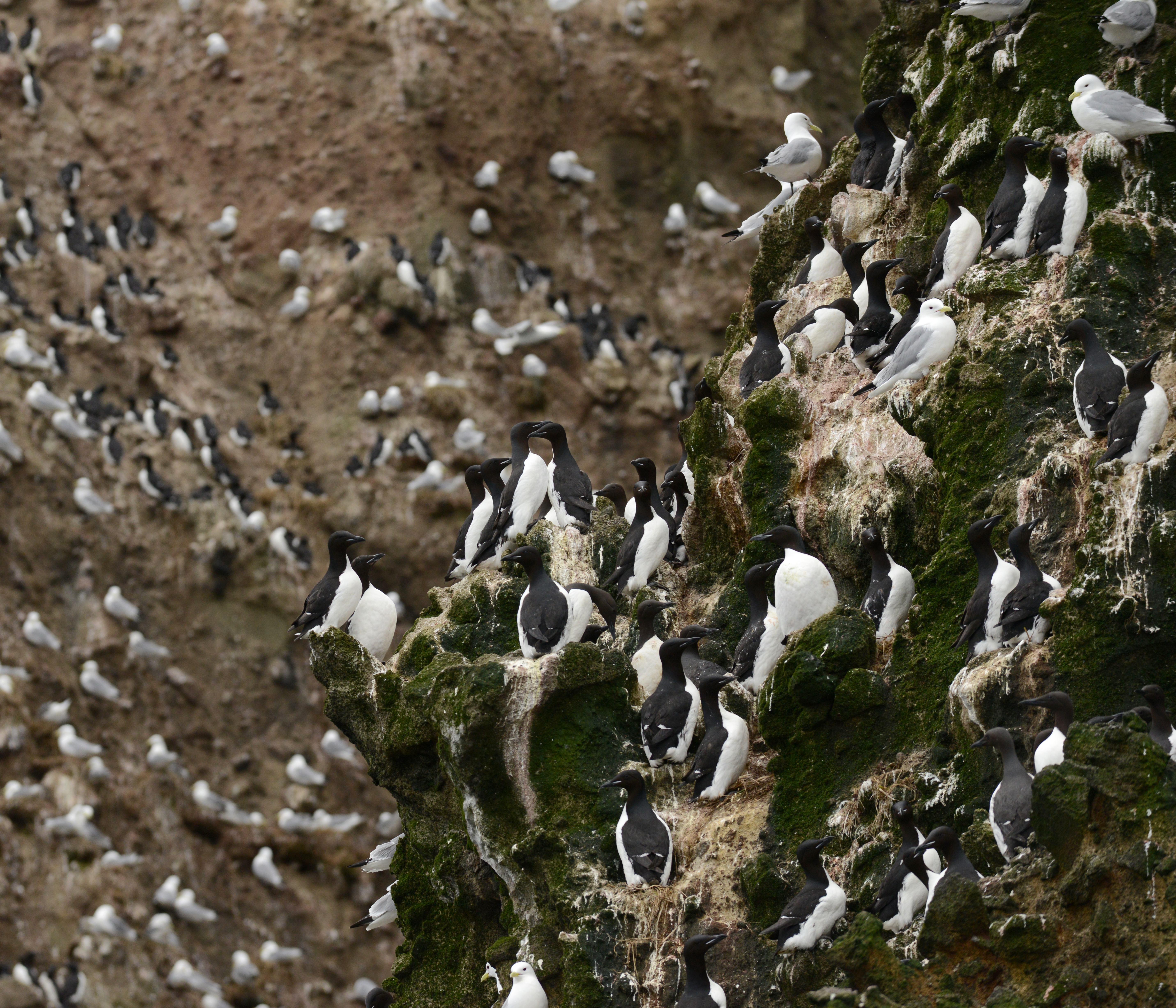 Thick-billed murres cover the rocky cliffs on an Aleutian Island as the US Fish and Wildlife Service research boat R/V Tiglax travels among the Aleutian Islands on Friday, June 5, 2015. Scientists on the R/V Tiglax conduct research in the Alaska Maritime National Wildlife Refuge. (Bob Hallinen / Alaska Dispatch News file photo)