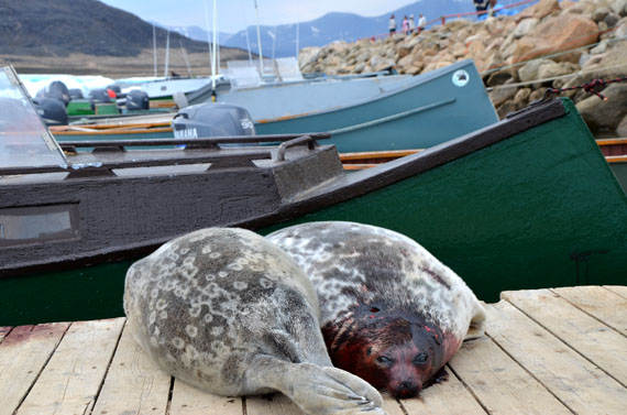 Ring seals lie on the dock in Qikiqtarjuaq. (Nunatsiaq News file photo)