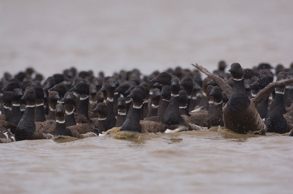 Black Brant geese congregate to molt their flight feathers in the Teshekpuk Lake Special Area of the National Petroleum Reserve - Alaska. The geese have shifted their distribution to take advantage of recently formed habitat in estuarine areas along the Arctic Coastal Plain. (Tyler Lewis / USGS)
