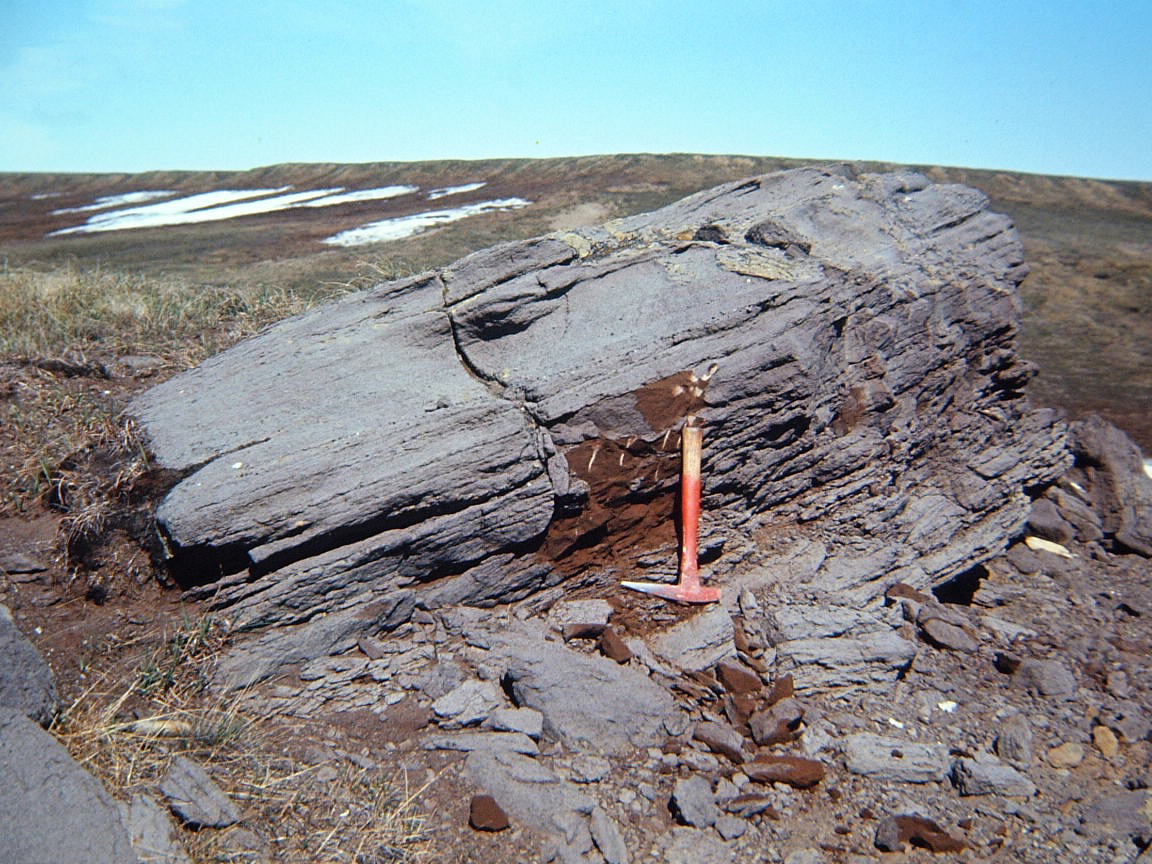 Gil Mull recorded oil-saturated sandstone in ANWR near the Marsh Creek anticline in July of 1963, just south of the coastal plain. The rock had a strong oil odor when pieces were knocked off, and oil was visible in the brown portions of the rock. Approximately 25 to 30 percent of the sandstone contained oil. (Gil Mull / ARCO)