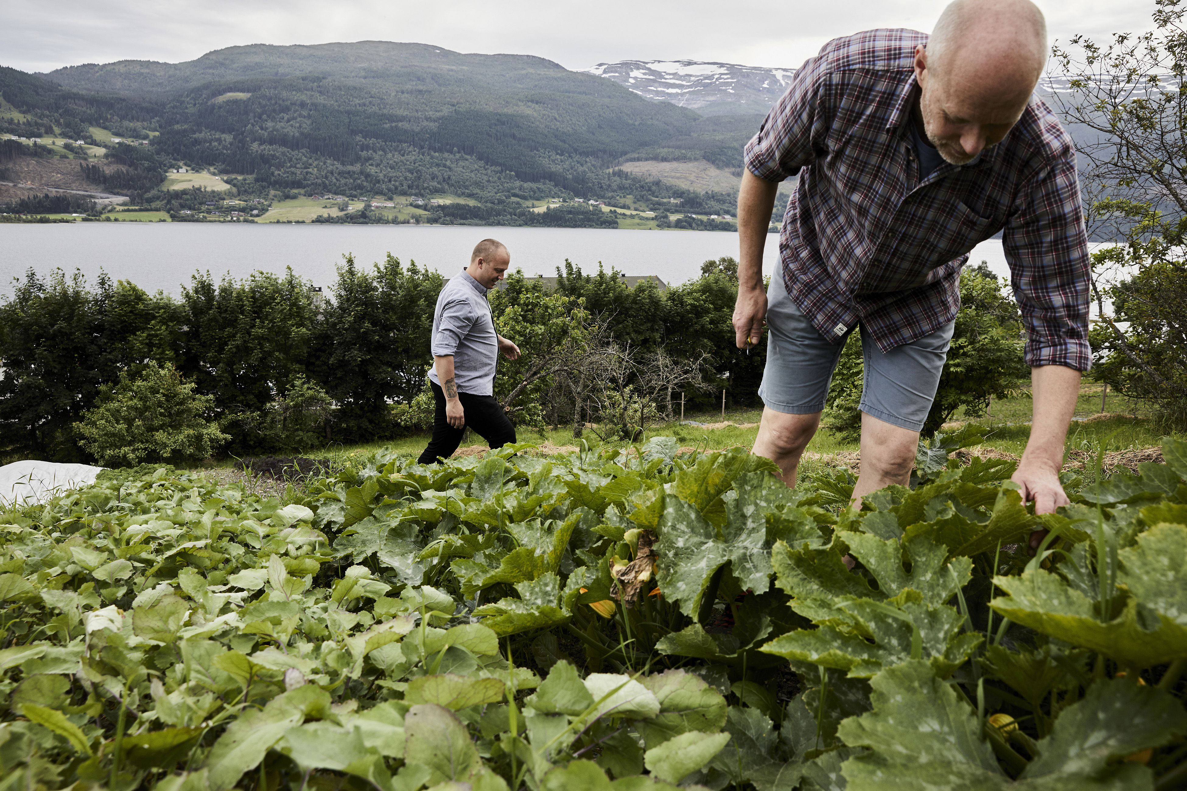 Knut Finne, right, at his farm, a source of fresh produce for the restaurant of Christopher Haatuft, left, in Voss, Norway, July, 2017. New Nordic chefs are guided by solemn manifestoes about nature and culture, and often restrict themselves to Scandinavian ingredients. Haatuft, who is the opposite of solemn, coined a new term for the food at his restaurant: neo-fjordic. (David B. Torch/The New York Times)