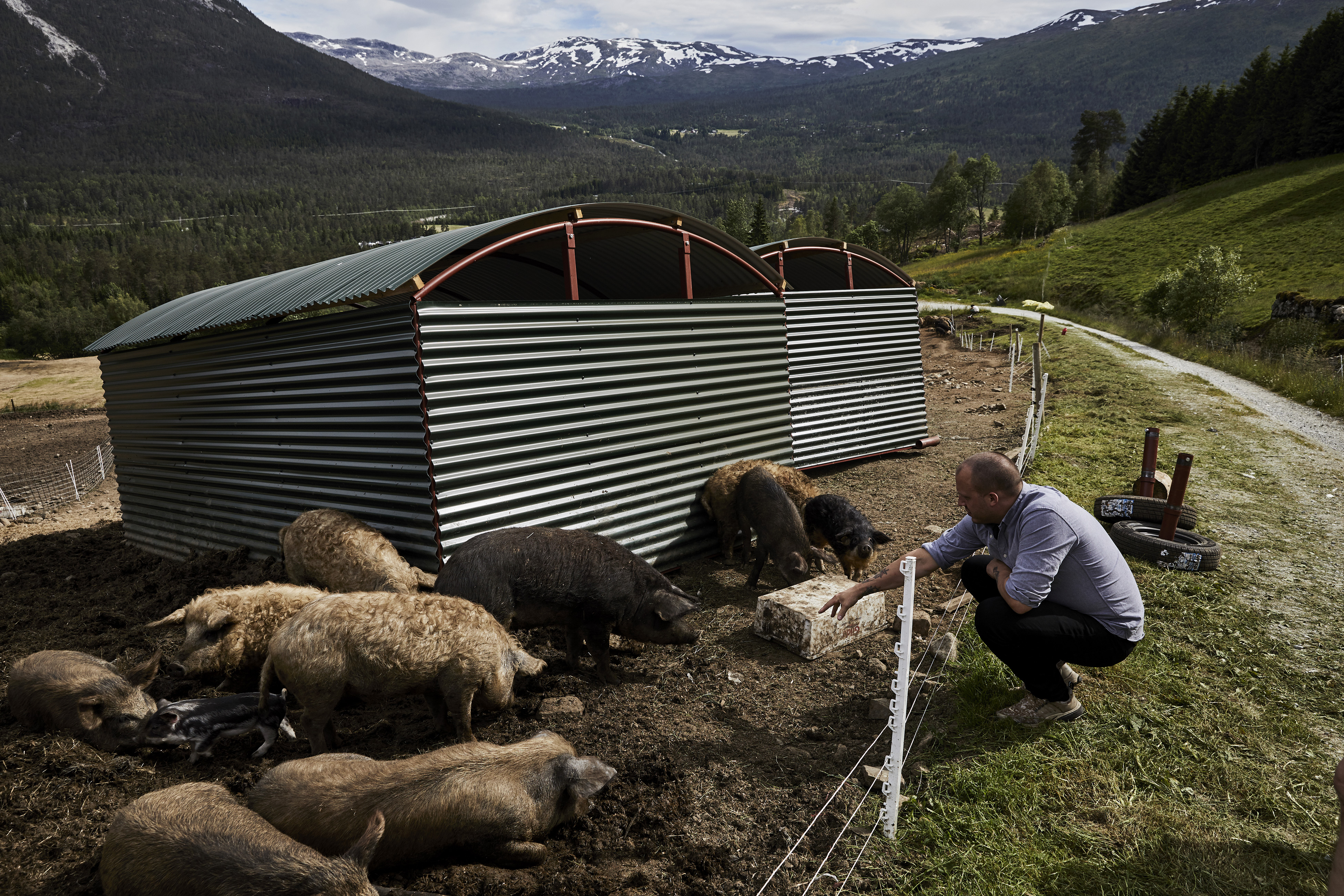 Christopher Haatuft with pigs at a farm in Voss, Norway, that supplies pork for his restaurant Lysverket in Bergen, July, 2017. New Nordic chefs are guided by solemn manifestoes about nature and culture, and often restrict themselves to Scandinavian ingredients. Haatuft, who is the opposite of solemn, coined a new term for the food at his restaurant: neo-fjordic. (David B. Torch/The New York Times)