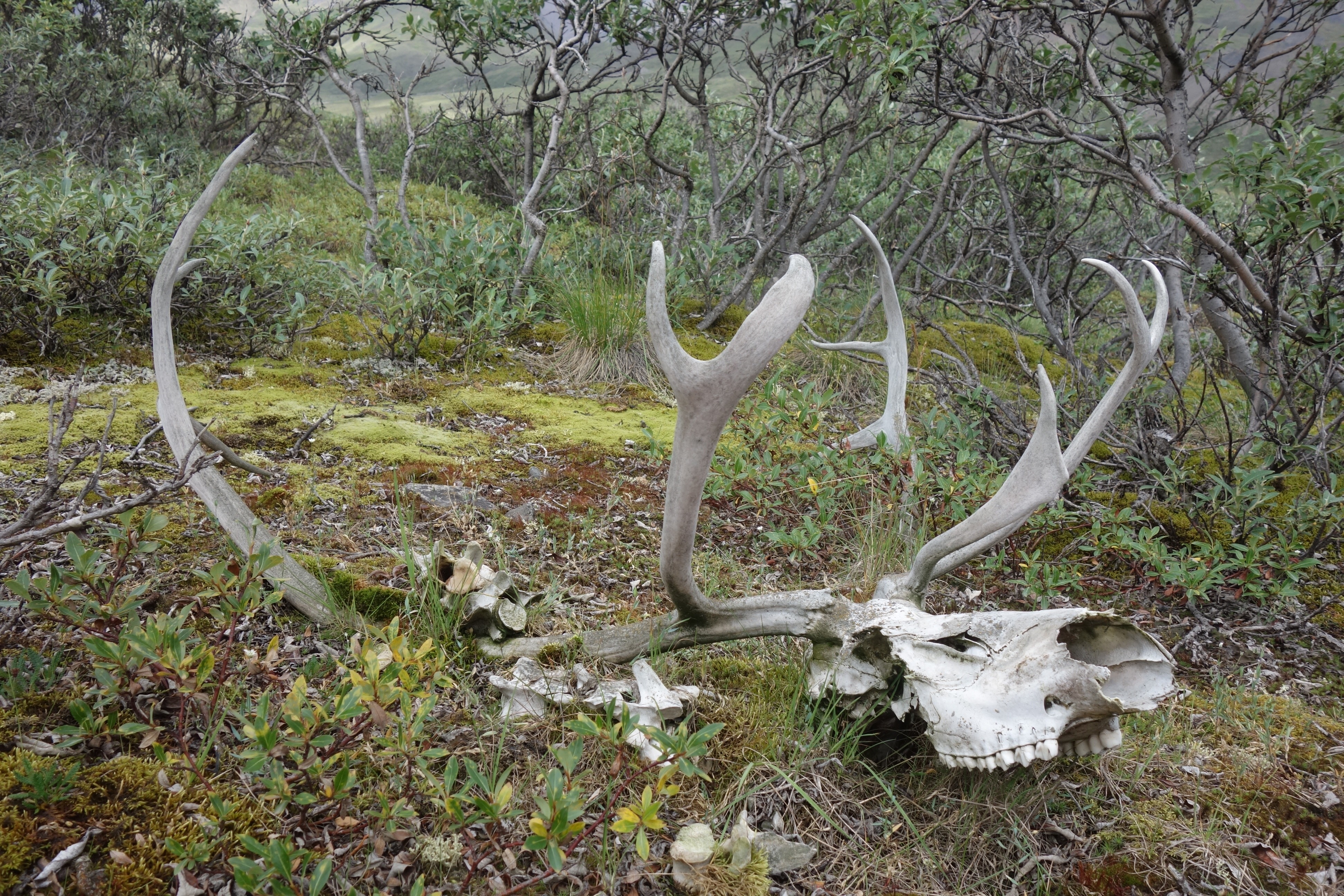 The remains of a caribou not far from the Dalton Highway north of Atigun Pass. (Ned Rozell)