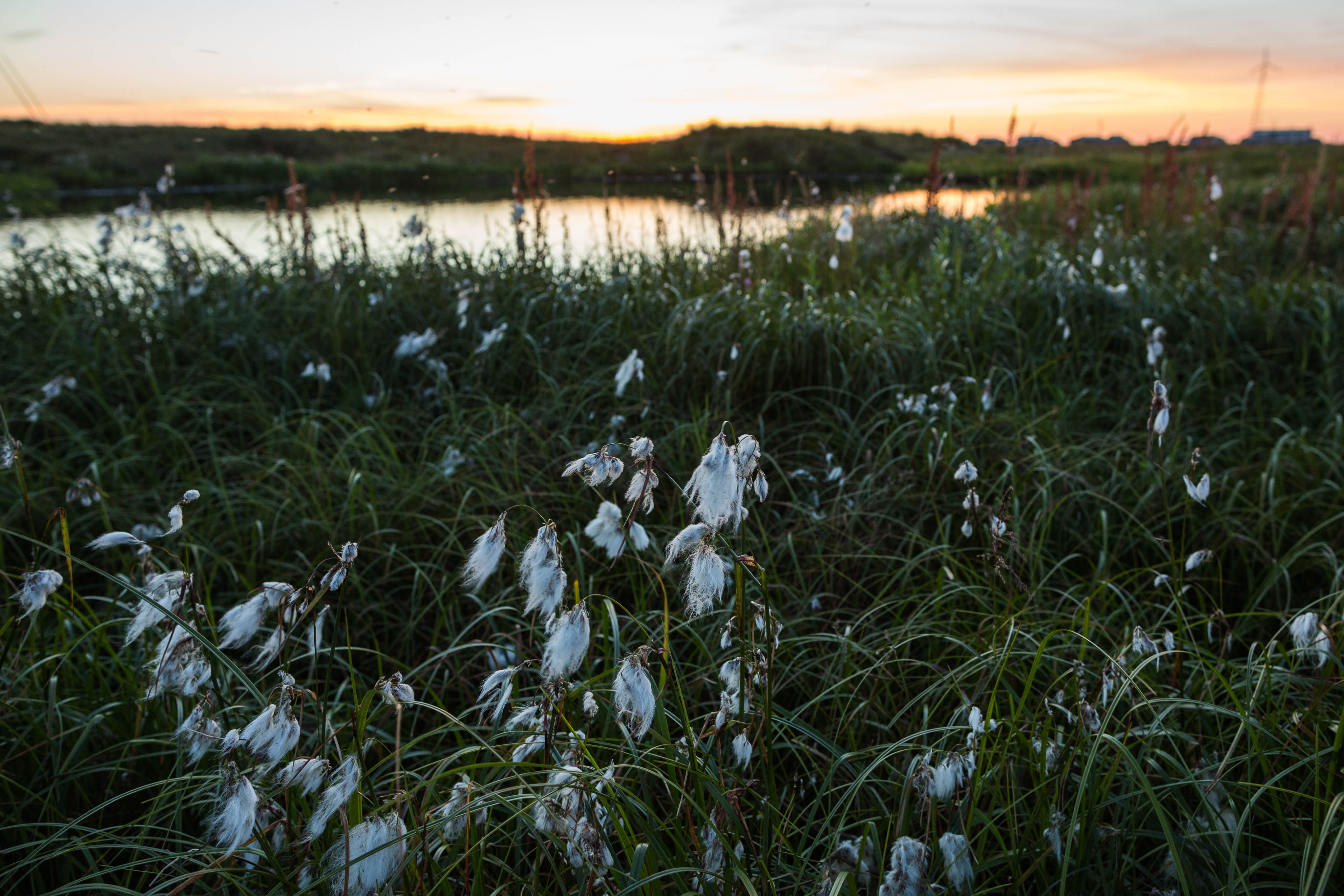 Cotton grass blows in the wind in Newtok on Wednesday, August 5, 2015. (Loren Holmes / Alaska Dispatch News)