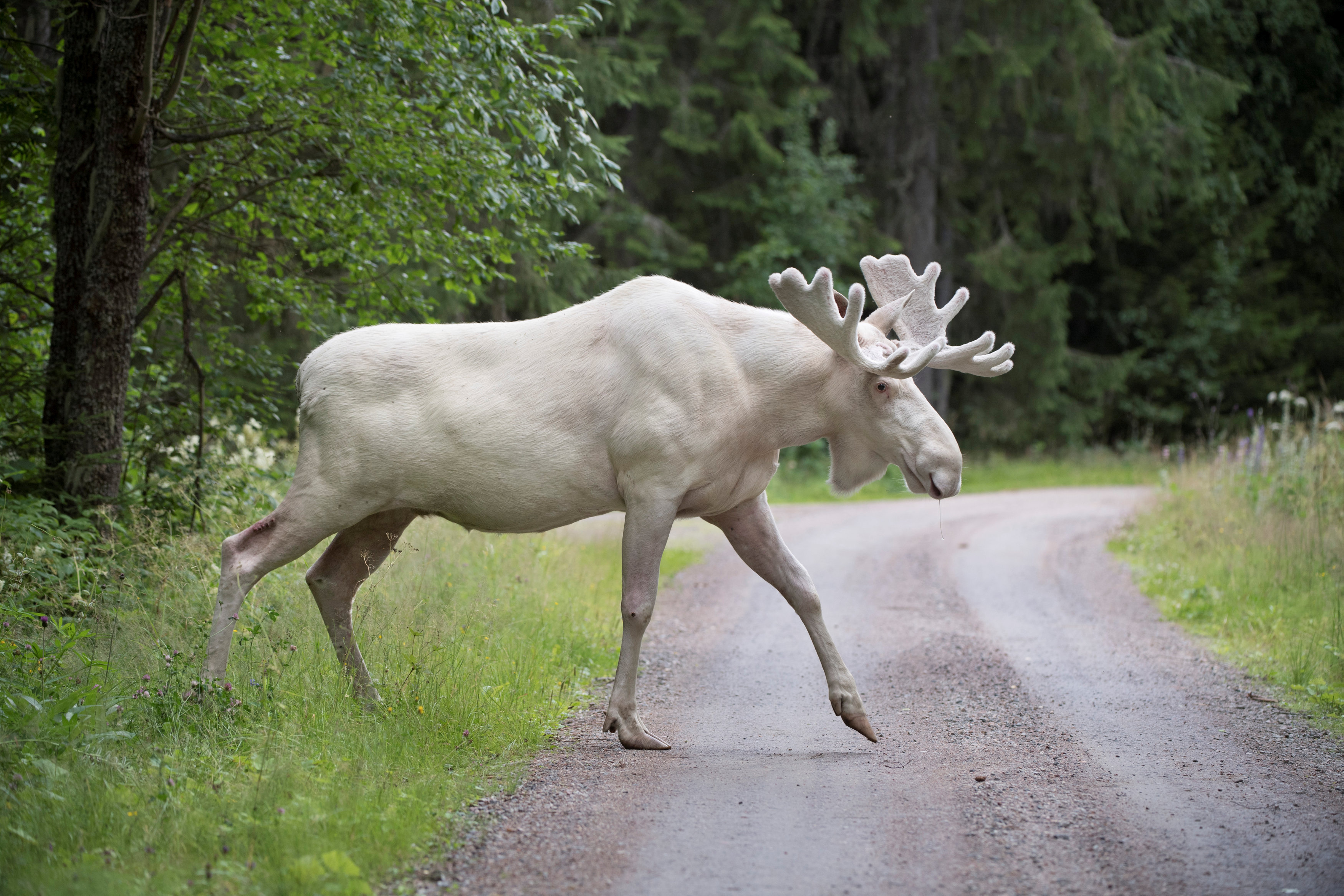 A rare white moose is seen in Gunnarskog, Varmland, Sweden July 31, 2017. (TT News Agency/Tommy Pedersen via Reuters)