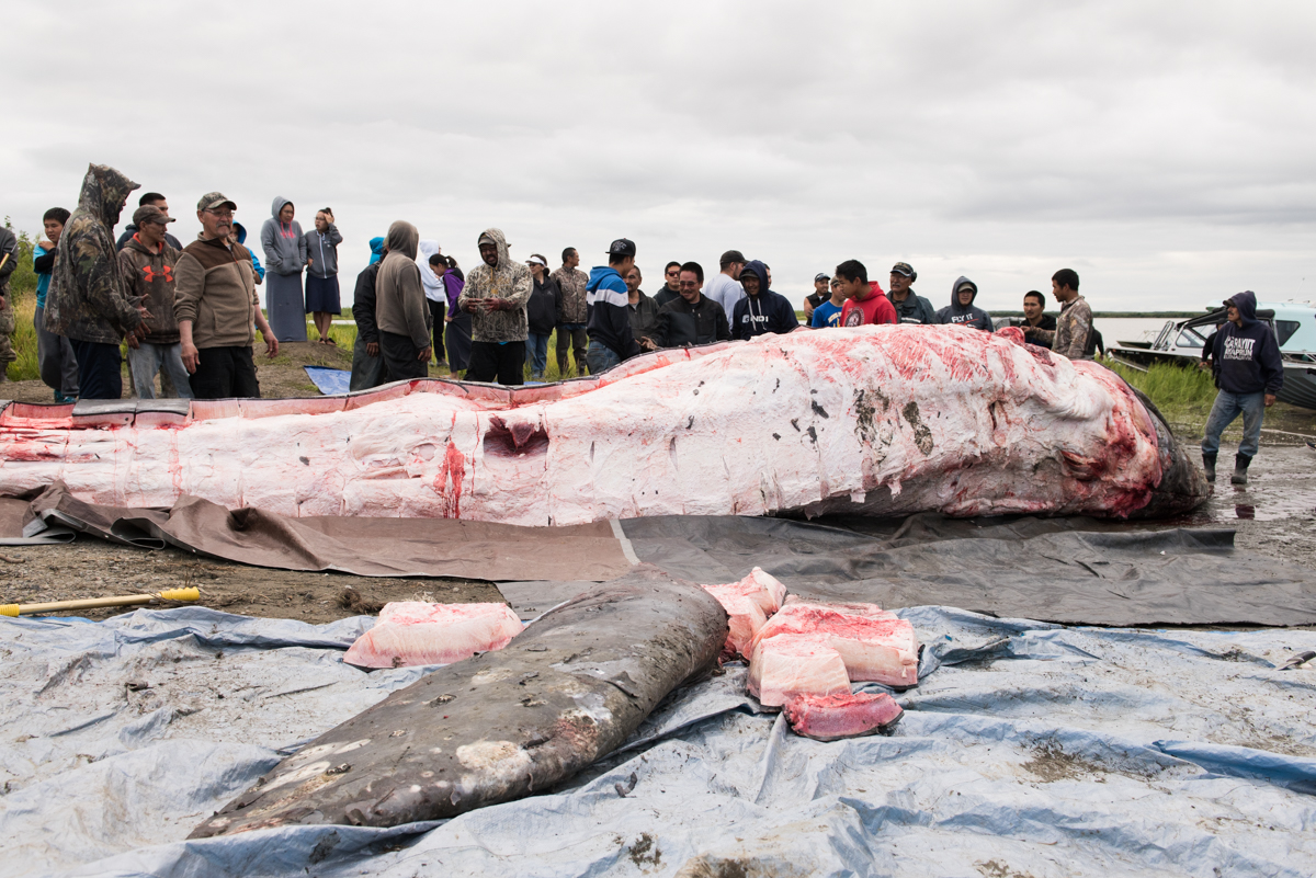 The whale killed in the Kuskokwim River on Thursday night is butchered and the meat and blubber distributed in Napaskiak on Saturday, July 29, 2017. (Katie Basile / KYUK Public Media)