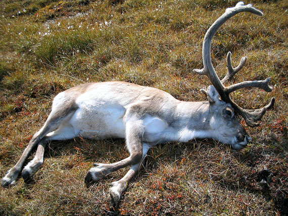 A caribou harvested at Tarr Inlet near Iqaluit about 15 years ago, when the Baffin population was still healthy. Lawyers for Michael Irngaut of Igloolik, who is charged with harvesting a caribou on Baffin Island in 2015 during a government-imposed ban, are considering fighting the charges under Canada's constitution and the Nunavut Land Claims Agreement. (Nunatsiaq News file photo)