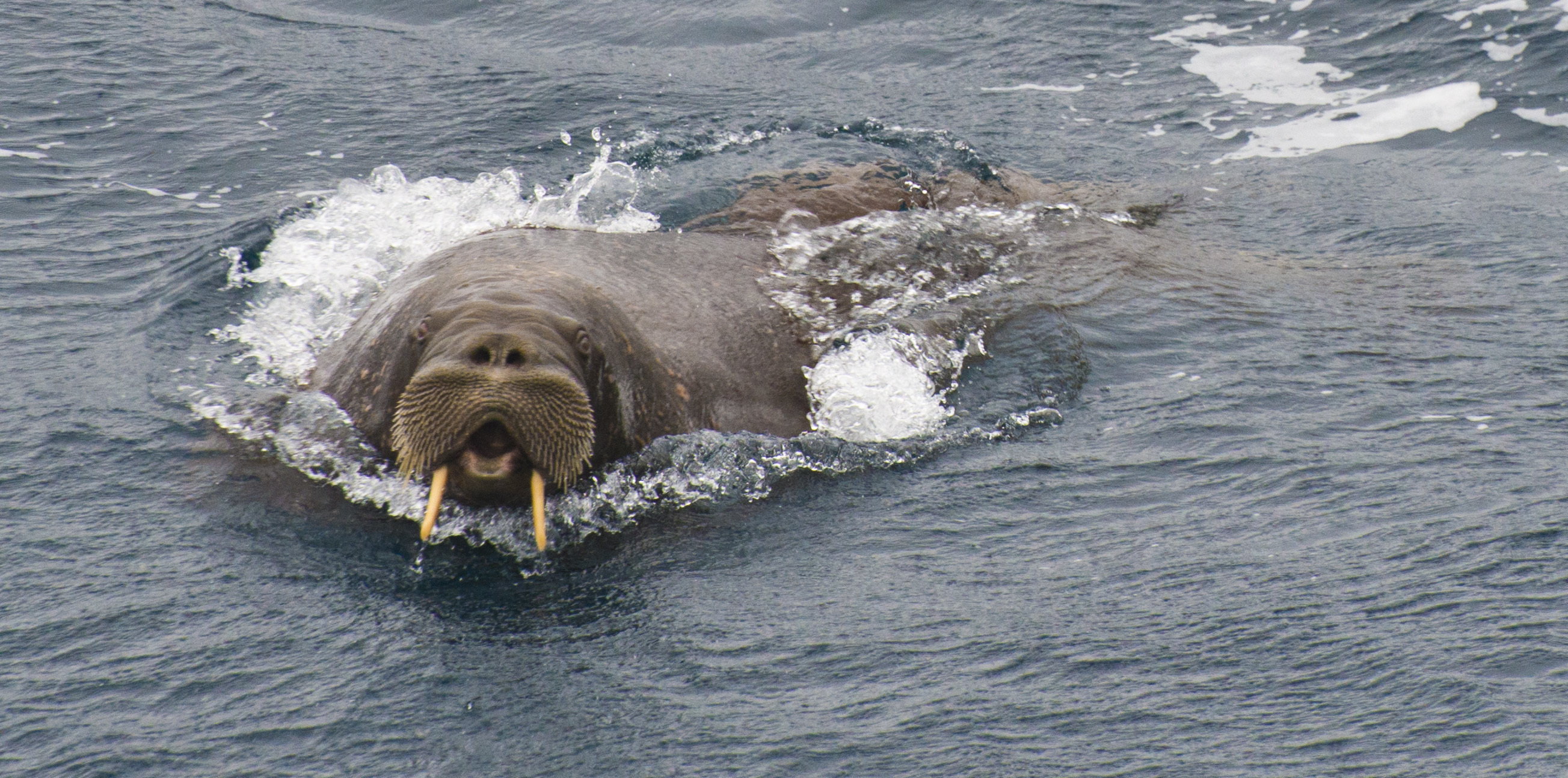 A walrus is seen by the Coast Guard Cutter Maple (WLB 207) crew underway on their historic voyage up through the Northwest Passage in the Beaufort Sea, Alaska, July 22, 2017. Cutter Maple and crew assisted a research scientist with the collection of zooplankton to analyze the abundance of bowhead whale's food source. (Petty Officer 2nd Class Nathan Littlejohn / U.S. Coast Guard)