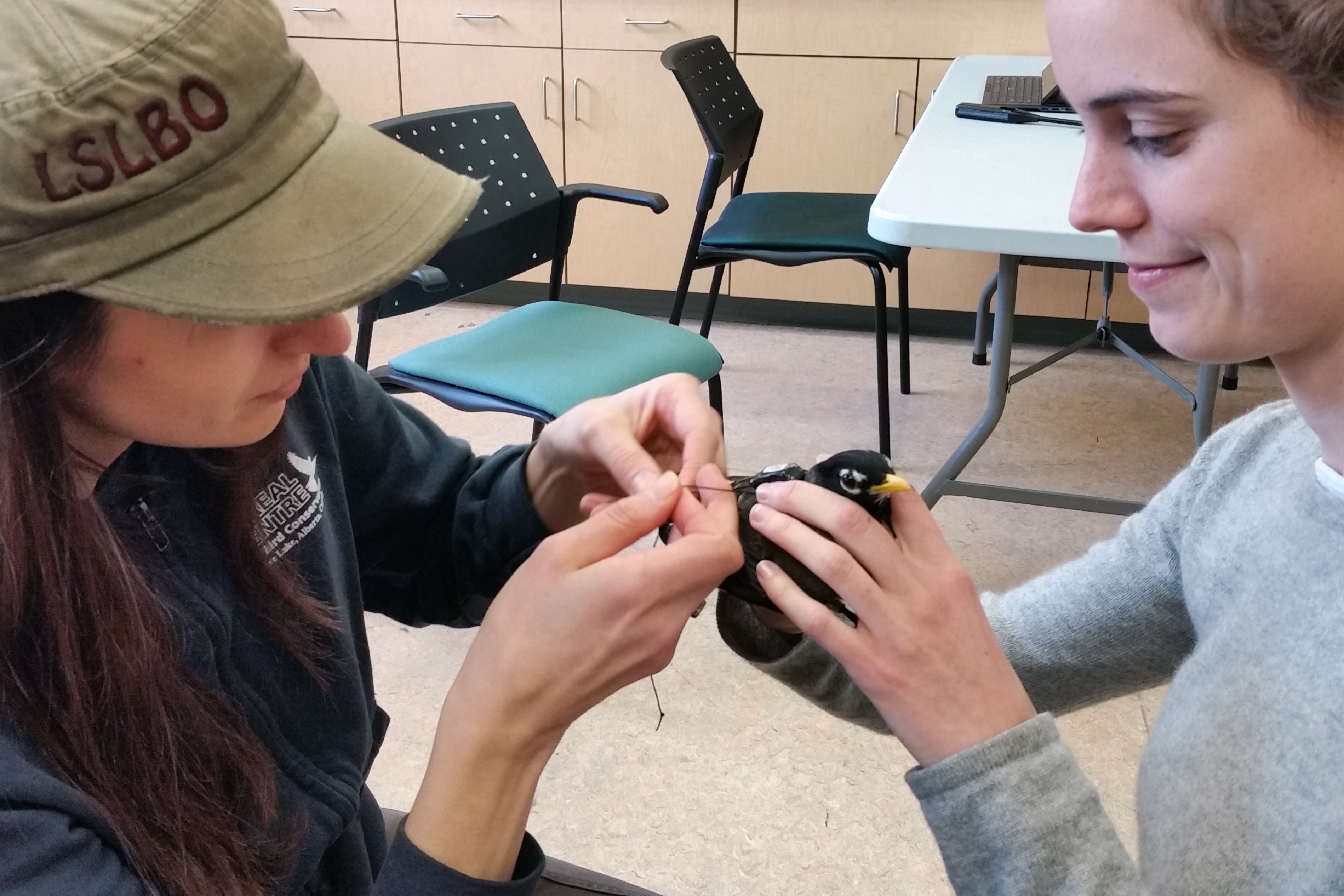 Ruth Oliver, left, and Nicole Kirkun fit a robin with a harness in April of 2017 at the Boreal Centre for Bird Conservation in Slave Lake, Alberta. (Kitty Oliver)