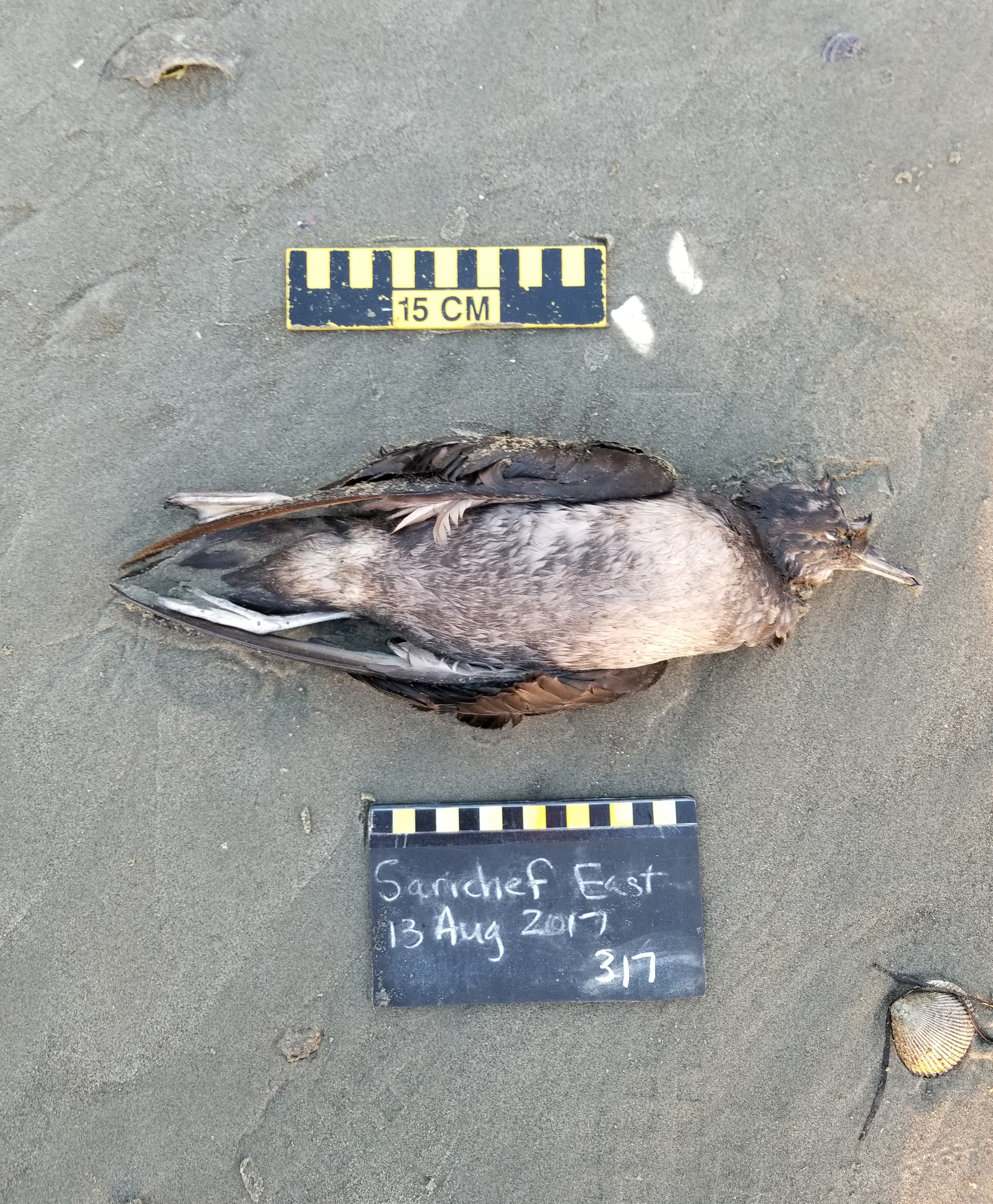 A short-tailed shearwater was found  near Shishmaref Aug. 13, 2017. Hundreds of dead birds have been found on the western and north western coasts of Alaska in the late summer 2017.  (Ken Stenek / Coastal Observation and Seabird Survey Team)