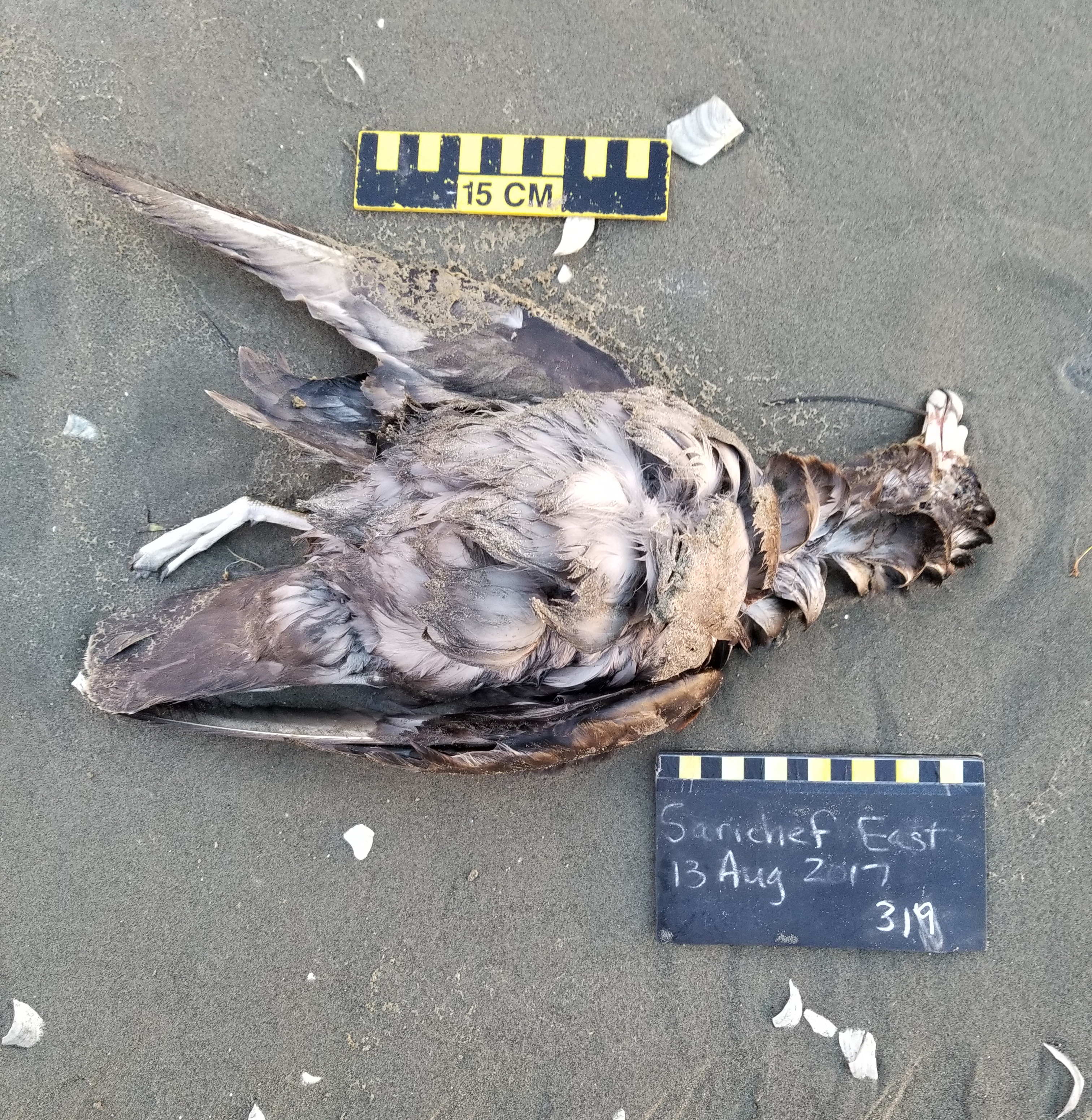 A deadnorthern fulmar, dark morph was found near Shishmaref Aug. 13, 2017. Hundreds of dead birds have been found on the western and north western coasts of Alaska in the late summer 2017. (Ken Stenek / Coastal Observation and Seabird Survey Team)