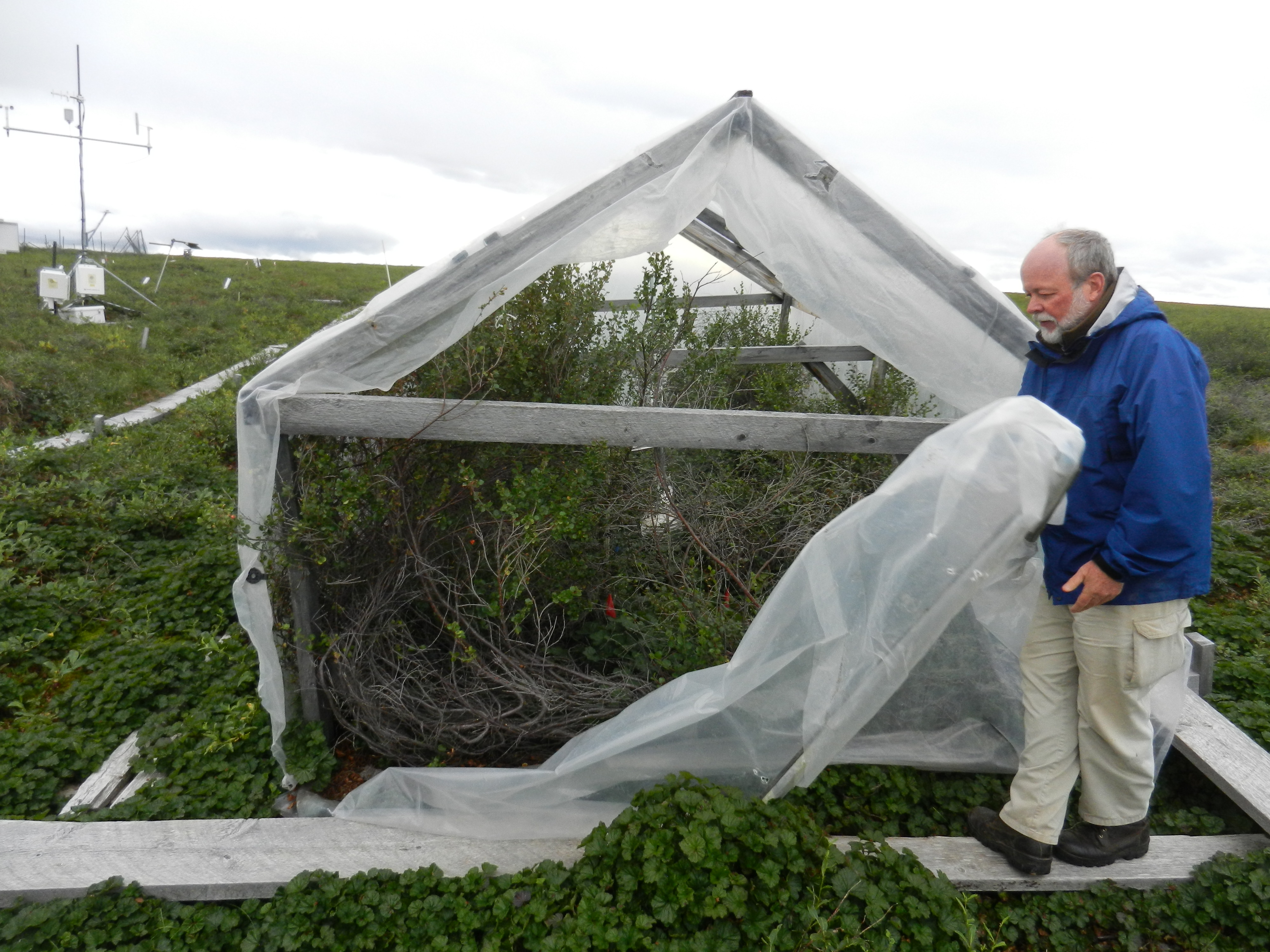 Ed Rastetter unveils a decades-old plot of tundra on August 1, 2017 that has been treated with high doses of fertilizer. These types of experiments can help scientists understand how the tundra may react to climate change. (Kelsey Lindsey)