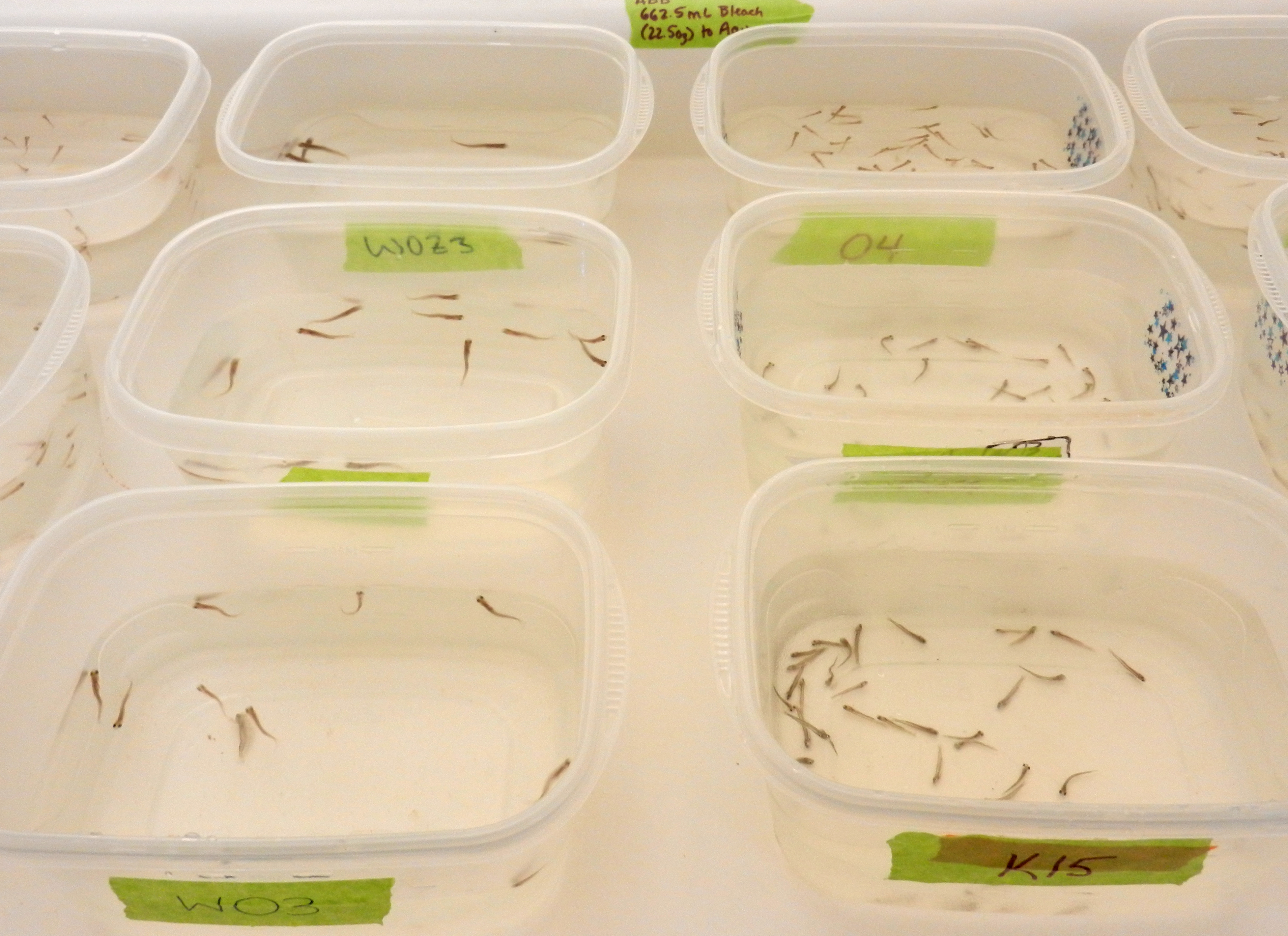 Small Arctic grayling swim in plastic containers on August 2, 2017. Each one is marked with one of the three populations of fish being studied. (Kelsey Lindsey)