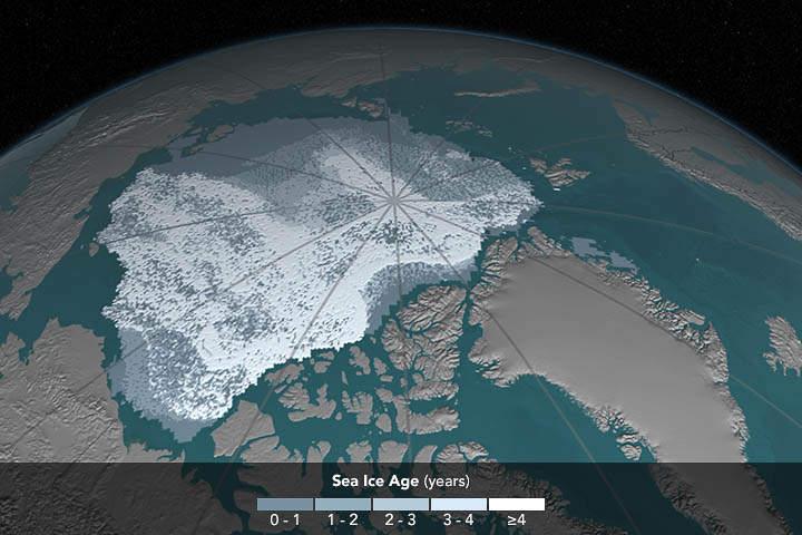 Arctic sea ice coverage, 1984. The area covered by Arctic sea ice at least four years old has decreased from 718,000 square miles (1,860,000 square kilometers) in September 1984 to 42,000 square miles (110,000 square kilometers) in September 2016. Ice that has built up over the years tends to be thicker and less vulnerable to melting away than newer ice. In these visualizations of data from buoys, weather stations, satellites and computer models, the age of the ice is indicated by shades ranging from blue-gray for the youngest ice to white for the oldest. (Visualization by Cindy Starr / NASA)