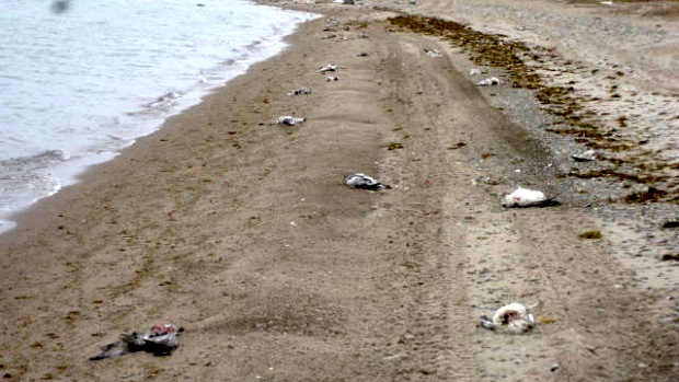 Here's how Long Point beach outside Cambridge Bay looked this past August when the carcasses of what is now estimated to be about 1,000 geese were strewn across the sand. (Nunatsiaq News file photo)