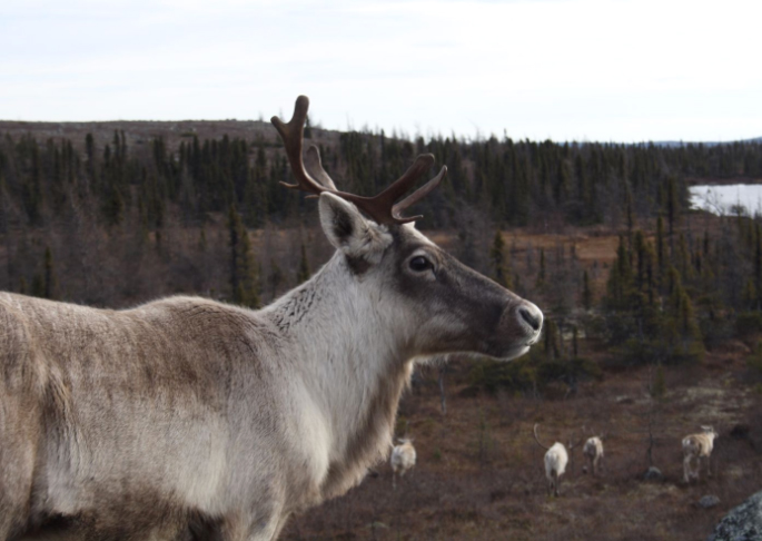Migratory caribou in northern Quebec, where new research shows human activity is deterring herds from entering their habitat. (Sabrina Plante via Nunatsiaq News)