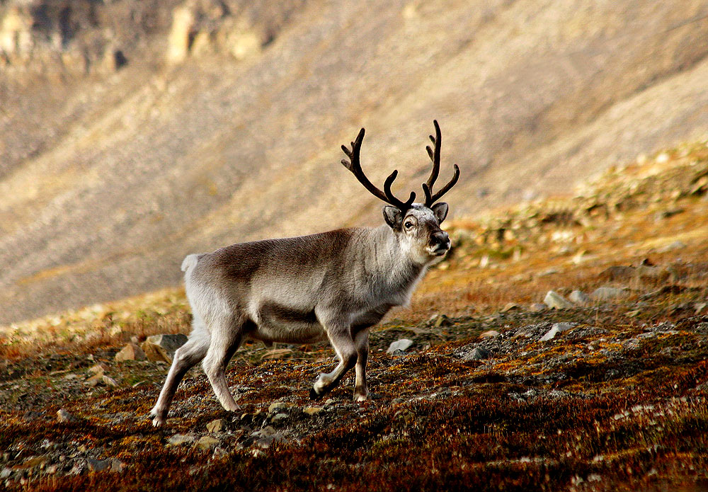 Svalbard reindeer are the smallest subspecies of reindeer. (Per Harald Olsen/Wikimedia)