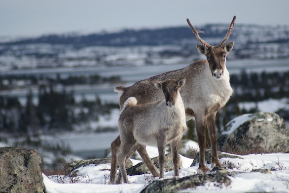 The RNUK voted Nov. 16 to make some changes, including a ban on harvesting pregnant caribou over a three-month period between March and May. (Nunatsiaq News file photo)