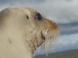 Environmentalists sue to force critical habitat designation for ringed seals