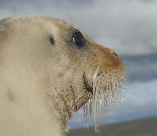 Environmentalists sue to force critical habitat designation for ringed seals
