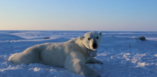 Metabolism study signals more trouble ahead for polar bears