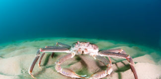 Arctic crab invasion comes to nuclear waste graveyard