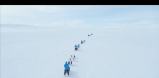An Iditarod-inspired race lets a few choice amateur mushers take on Scandinavia’s Arctic