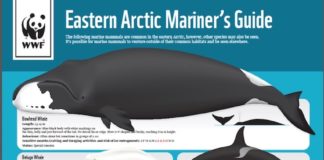 An illustrated guide aims to protect Arctic marine mammals from shipping