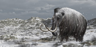 Could resurrecting mammoths help stop Arctic emissions?