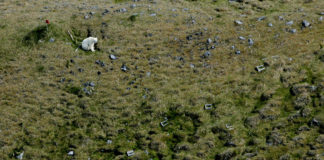 Researchers see a new pattern in the arrival of polar bears to Iceland
