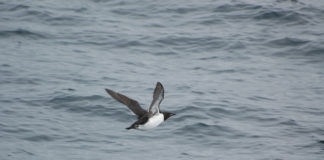 For the fourth year in a row, a seabird die-off is underway in Alaska