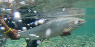 Conservation groups, Greenland fishermen agree on 12-year salmon moratorium