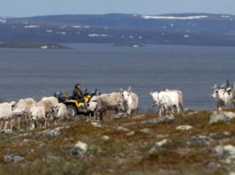 As the Arctic warms, reindeer herders face encroachment from new industries