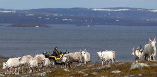 As the Arctic warms, reindeer herders face encroachment from new industries