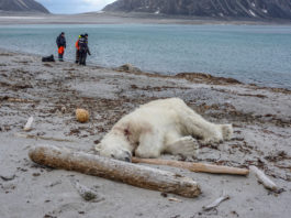 Polar bear shot dead after attack on Svalbard